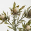 Protea Spray 77cm Cream - Pack of 24