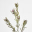 Protea Spray 77cm Burgundy
