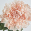 Chrysanthemum 76cm Light Pink - Pack of 24