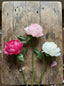Peony Stem 66cm Pink - Pack of 12
