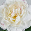 Peony Stem 66cm White - Pack of 12