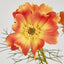Cosmos Spray 64cm Orange - Pack of 24