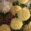 Single Ball Dahlia 74cm Yellow