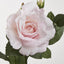 Colin Rose  64cm Pink