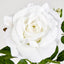 Colin Rose 64cm White