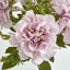 Marigold Bush x 5 Heads Pink