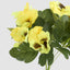 Yellow Pansy Bush 32cm