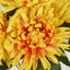 Mum Bush 46cm Orange - Pack of 24