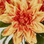 Dahlia Bush x 5 Orange