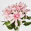 Dahlia Bush x 5 Dark Pink