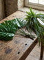 Monstera Leaf Bundle 2 Sizes Green