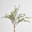 Eucalyptus Bundle 4pce
