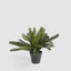 Mini Cycas Fern in Black Pot