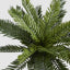 Mini Cycas Fern in Black Pot