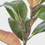 Magnolia Leaf - Pack of 12
