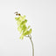 Phalaenopsis Spray Green