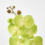 Phalaenopsis Spray Green