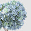 Hydrangea Bush Dark Blue