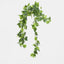Hanging Pothos Spray