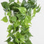 Hanging Pothos Spray
