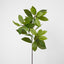 Leaf Stem