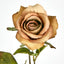 Long Stem Rose Cappuccino - Pack of 24