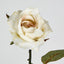 Long Stem Rose Cream - Pack of 24