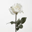 Long Stem Rose White - Pack of 24