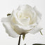 Long Stem Rose White - Pack of 24