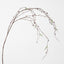 Pussy Willow Stem