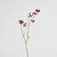 Berry Spray Red