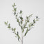 Olive Leaf Spray