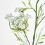 Queen Anne's Lace Spray White - Pack of 12