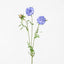 Scabiosa Stem Blue - Pack of 12