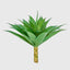 Giant Agave