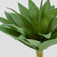 Giant Agave