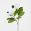 Magnolia Stem White