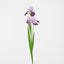 Iris Stem Dark Lilac