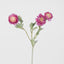 Ranunculus Stem With 3 Heads Pink - Pack of 24