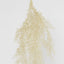 Floating Fern Bush Cream