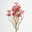 Sea Aster Pink