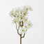 Sea Aster White - Pack of 24