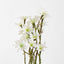 Sea Aster White - Pack of 24