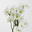 Sea Aster White - Pack of 24