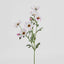 Cosmos Spray 85cm Pale Pink - Pack of 36
