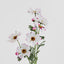 Cosmos Spray 85cm Pale Pink - Pack of 36