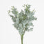 Euonymus Japonicus Bush Grey Green