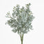 Euonymus Japonicus Bush Grey Green