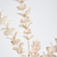 Eucalypus Spray Light Pink - Pack of 24