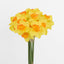 Daffodil Bouquet - Pack of 48